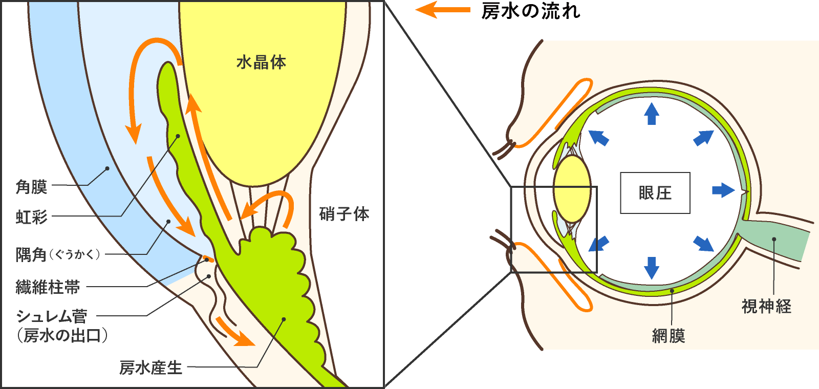 房水の流れ
